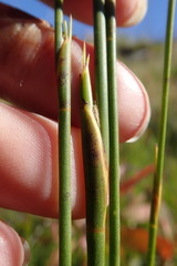Platycaulos compressus
