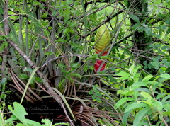 Tillandsia jaliscomonticola