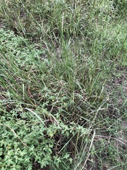 Dichanthium annulatum