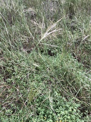 Dichanthium annulatum