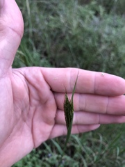 Dichanthium annulatum