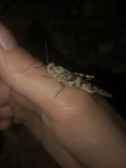 Trimerotropis pallidipennis