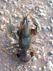 Procambarus gracilis