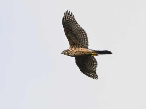 Azor común (Accipiter gentilis)