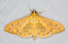 Patania balteata