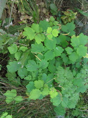 Chelidonium majus