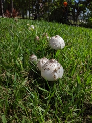 Chlorophyllum molybdites