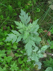 Artemisia vulgaris