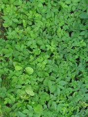 Aegopodium podagraria