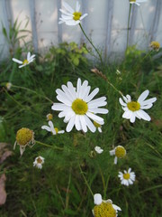 Tripleurospermum inodorum