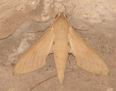 Theretra gnoma