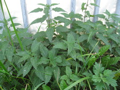 Urtica dioica