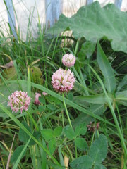 Trifolium hybridum