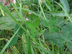 Trifolium hybridum