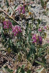 Oxytropis borealis