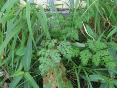 Anthriscus sylvestris