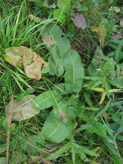 Rumex obtusifolius