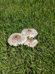 Chlorophyllum molybdites