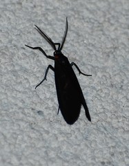 Lycomorpha splendens