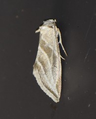 Plagiomimicus tepperi