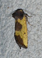 Stiria intermixta
