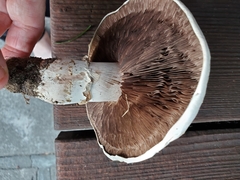 Agaricus campestris