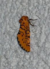 Chrysoecia atrolinea
