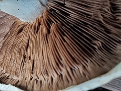 Agaricus campestris