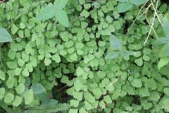 Adiantum amplum