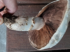 Agaricus campestris
