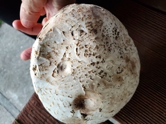Agaricus campestris