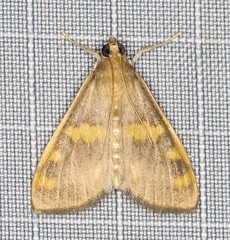 Rehimena surusalis