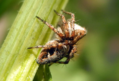 Oxyopes ramosus