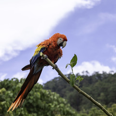 Scarlet Macaw photo 5