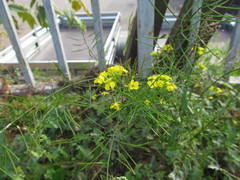 Sisymbrium loeselii