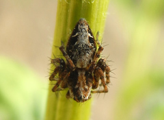 Oxyopes ramosus