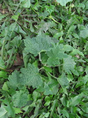 Leonurus quinquelobatus