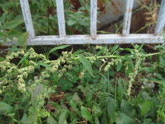 Chenopodium album