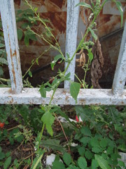 Chenopodium album