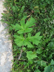 Heracleum sphondylium sibiricum