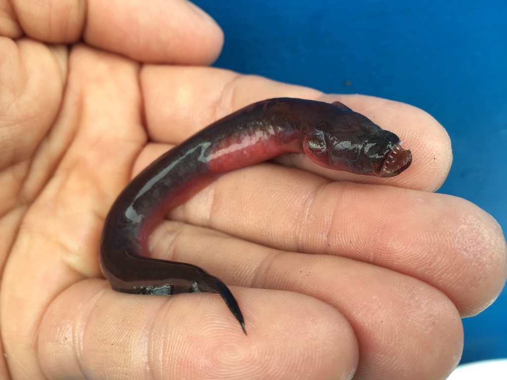 Purple Eelgoby