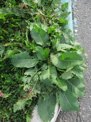 Rumex obtusifolius