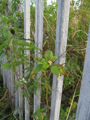 Impatiens parviflora
