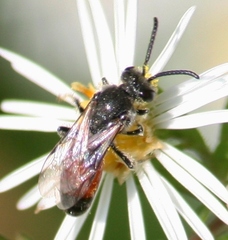 Sphecodes davisii