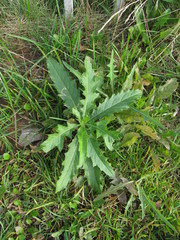 Cirsium arvense