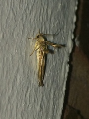 Stathmopoda crassella