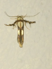 Stathmopoda crassella