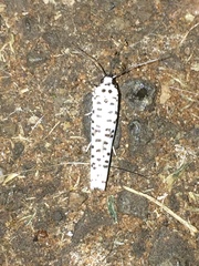 Yponomeuta strigillatus