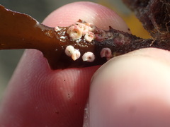 Spirorbinae