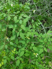 Serjania brachycarpa